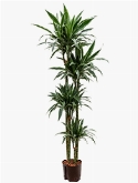 Dracaena deremensis 120-90-60-30 180 cm