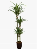 Dracaena deremensis 90-60-30 150 cm