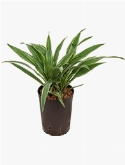 Dracaena deremensis Kop 2pp 40 cm