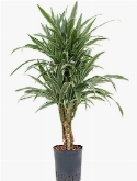 Dracaena deremensis Vertakt-multi 80 cm