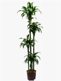 Dracaena dorado 120-90-60-30 180 cm