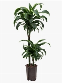 Dracaena dorado 45-15 100 cm
