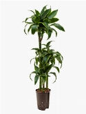 Dracaena dorado 60-30-15 110 cm