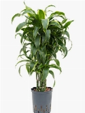 Dracaena dorado Vertakt-multi 90 cm