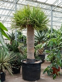 Dracaena draco 260 cm