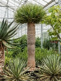 Dracaena draco 375 cm