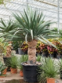 Dracaena draco compact 200 cm
