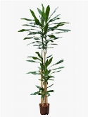 Dracaena fragrans 120-90-60-30 190 cm