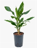 Dracaena fragrans 20 40 cm