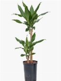 Dracaena fragrans 45-20 70 cm