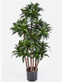 Dracaena fragrans compacta Vertakt
