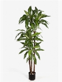 Dracaena fragrans Var. Vertakt