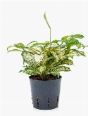 Dracaena godseffiana 25 cm