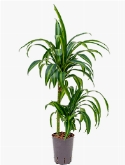 Dracaena hawaiian sunshine 45-15 80 cm