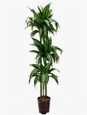 Dracaena hawaiian sunshine 90-60-30 140 cm