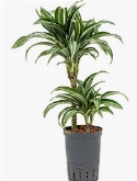 Dracaena jade jewel 30-15 65 cm