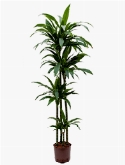 Dracaena janet craig 120-90-60-30 180 cm