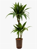 Dracaena janet craig 45-15 90 cm