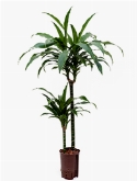 Dracaena janet craig 60-30 100 cm