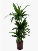Dracaena janet craig 60-30-15 100 cm