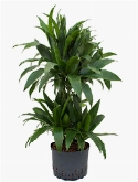 Dracaena janet craig 60-Carrousel 105 cm