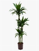 Dracaena janet craig 90-60-30 140 cm