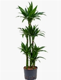 Dracaena janet craig 90-Carrousel 140 cm