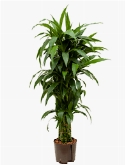 Dracaena janet craig Vertakt-multi 140 cm