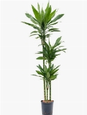 Dracaena janet lind 90-60-30 150 cm