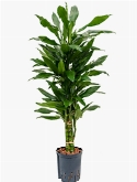 Dracaena janet lind Vertakt-multi 120 cm