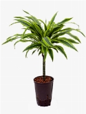 Dracaena lemon lime 30 65 cm