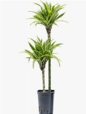 Dracaena lemon lime 60-30 100 cm