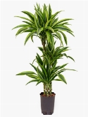 Dracaena lemon lime 60-30-15 95 cm