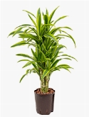 Dracaena lemon lime Vertakt-multi 85 cm