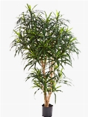 Dracaena reflexa Anita Vertakt