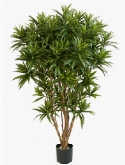Dracaena reflexa Jamaica Vertakt