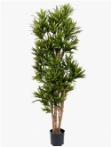Dracaena reflexa Vertakt