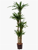 Dracaena riki 120-90-60-30 170 cm