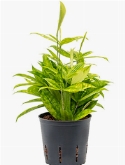 Dracaena surculosa mike 40 cm