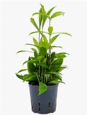 Dracaena surculosa Toef 2pp 25 cm