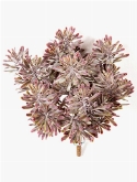 Dusty Miller Bush Burgundy