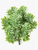 Dusty Miller Bush Green