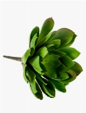 Echeveria mira Green