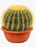 Echinocactus grusonii 30 cm