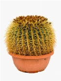 Echinocactus grusonii 40-45 cm 55 cm