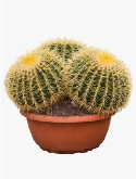 Echinocactus grusonii Cluster 50 cm