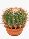Echinocactus ingens 25 cm