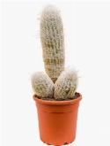 Espostoa melanostele 3pp 65 cm