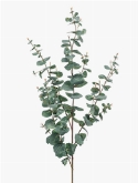 Eucalyptus Tak