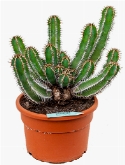 Euphorbia avasmontana Vertakt 45 cm